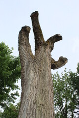 trunk of a tree looking like a cragged hand