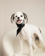 Playful scruffy black and white dog in black bandana with shaggy ears smiles a big open-mouth grin while standing on the chair in the studio on a neutral background