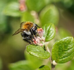bee on a flower