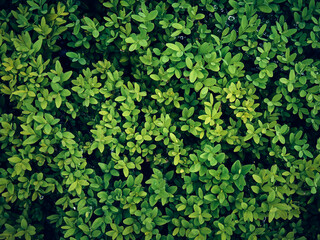 Background of fresh green leaves.