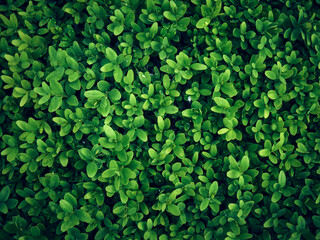 Background of fresh green leaves.