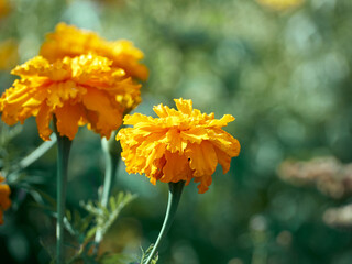 Tagetes erecta ornamental and medicinal plant with orange and yellow flowers.