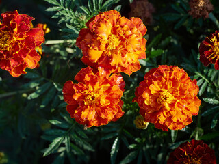 Tagetes erecta ornamental and medicinal plant with orange and yellow flowers.