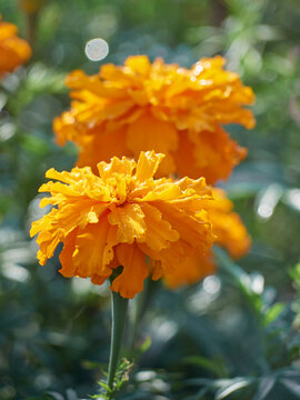 Tagetes erecta ornamental and medicinal plant with orange and yellow flowers.