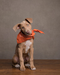 Cute tan and white hound puppy with orange bandana sits with a cocked head and looks at the camera while sitting on a rustic bench in the studio