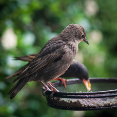 Garden birds eating and feeding, fighting for food and teaching their young.