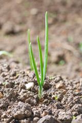 Young seedling of onion sprouts in the garden. Shallow depth of field.
