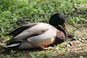 Mallard duck enjoying a rest