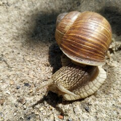 snail crawling on the sand close-up, nature background with copy space, wallpaper
