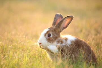 Rabbit in green field and farm way. Lovely and lively bunny in nature with happiness. Hare in the forest. Young cute bunny playing in the garden with grass and small flower in dreamy golden light.
