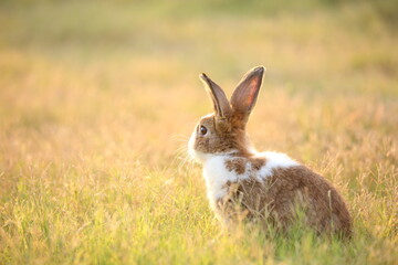 Rabbit in green field and farm way. Lovely and lively bunny in nature with happiness. Hare in the forest. Young cute bunny playing in the garden with grass and small flower in dreamy golden light.