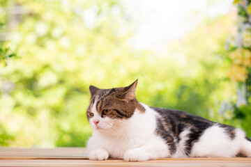 Scottish fold cute cat in house near window bay to gardent. Young male feline at home with green nature garden where is outside. She stays at house with cozy and relax feelling.