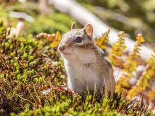 An eastern chipmunk standing on a mossy log 
