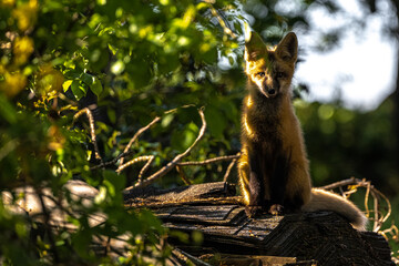 Young North American Red Fox (Vulpes vulpes fulva)
