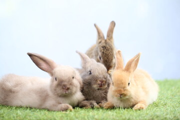 Cute little rabbit on green grass with natural bokeh as background during spring. Young adorable bunny playing in garden. Lovrely pet at park