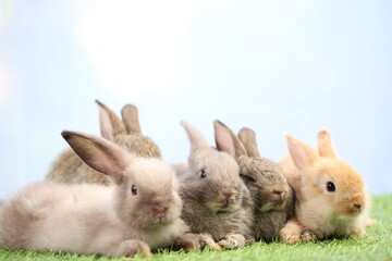 Cute little rabbit on green grass with natural bokeh as background during spring. Young adorable bunny playing in garden. Lovrely pet at park