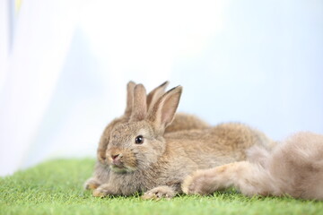 Cute little rabbit on green grass with natural bokeh as background during spring. Young adorable bunny playing in garden. Lovrely pet at park