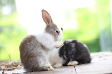 Cute little rabbit on green grass with natural bokeh as background during spring. Young adorable...