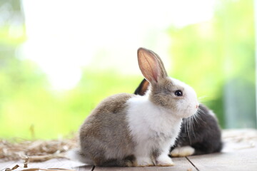 Cute little rabbit on green grass with natural bokeh as background during spring. Young adorable...