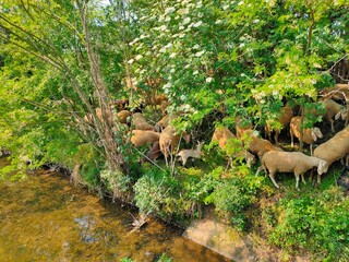 sheep that graze and drink