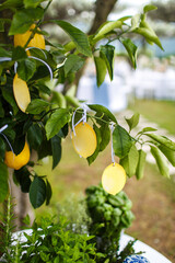 Wedding guest list in the form of lemons on a tree
