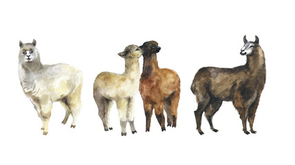 tropical holiday, drawn, camel congratulation, hand painted, baby animal, hand drawn, animals, farm animals, watercolor, design, leaf, summer, nursery, cartoon, funny, graphic, drawing, character © Татьяна Комцян