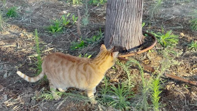 A ginger cat play with prey in a grass and after that jumps to tree trunk