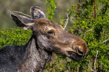Young American Moose (Alces alces) Feeding on Shrubs in Spring