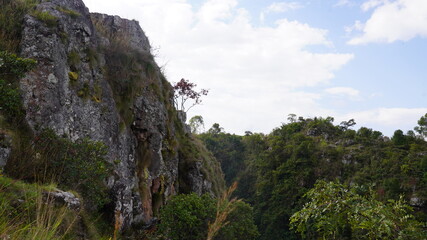 pine tree in the mountains