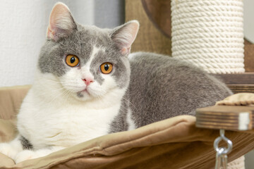 Cute pet cat of the British shorthair breed on the cat tree at home
