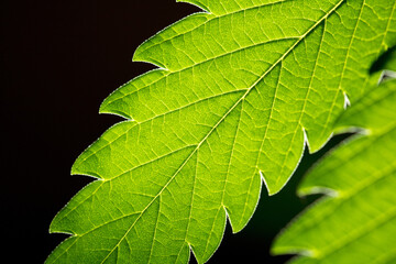  macro marijuana leaves, hemp plant, black background