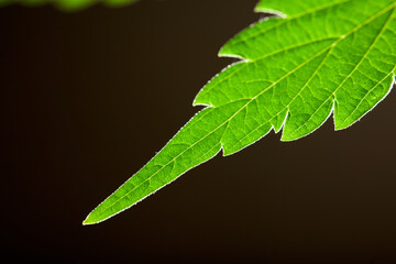  macro marijuana leaves, hemp plant, black background