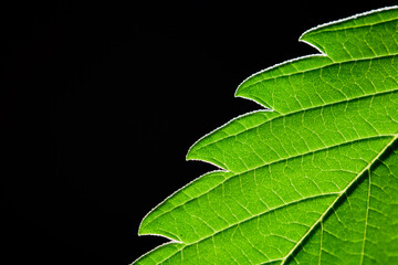  macro marijuana leaves, hemp plant, black background