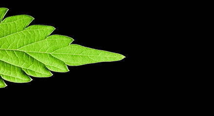  macro marijuana leaves, hemp plant, black background
