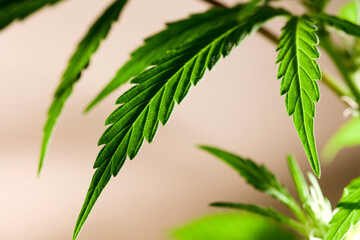 part of marijuana plant with light brown background