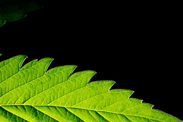  macro marijuana leaves, hemp plant, black background
