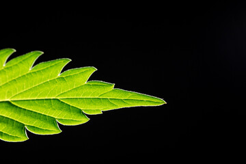  macro marijuana leaves, hemp plant, black background