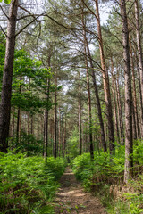 Fototapeta na wymiar Chemin au coeur de la Forêt d'Andaine près des Gorges du Villiers