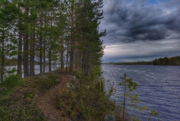 Obraz premium spruce spit in the lake