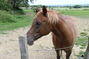 La nature, des chevaux, une ferme avec des tracteurs.
