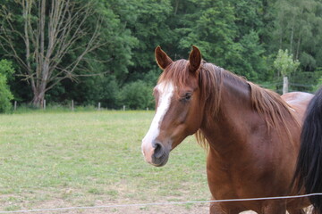 Obraz premium La nature, des chevaux, une ferme avec des tracteurs. 