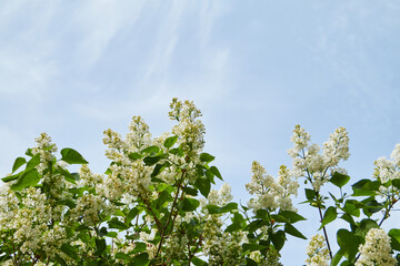 blooming lilac tree, nature background with sunlight bokeh