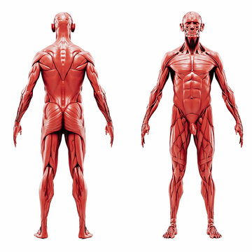 3d render of human muscular system, detailed view
