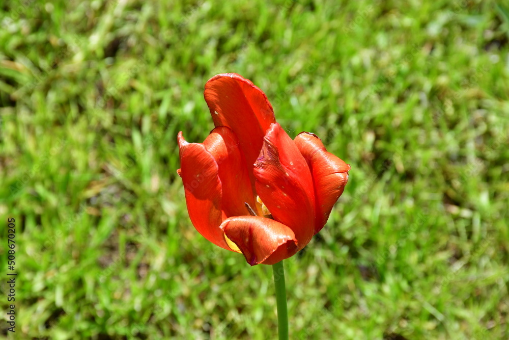 Wall mural view of a fading open tulip flower in natural conditions in the garden. completion of flowering. nat