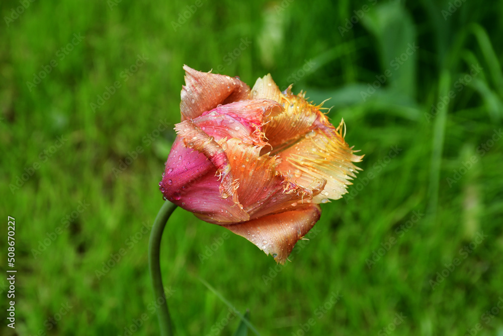 Wall mural a fading tulip flower in raindrops in natural conditions in the garden. completion of flowering. nat