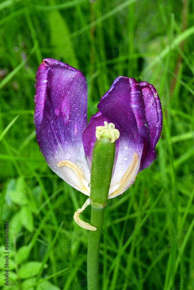 Wall mural a fading tulip flower in raindrops in natural conditions in the garden. completion of flowering. nat