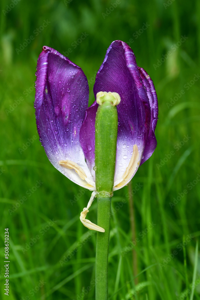Wall mural a fading tulip flower in raindrops in natural conditions in the garden. completion of flowering. nat