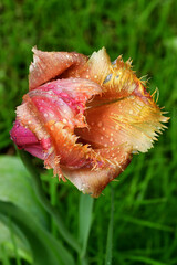 a fading tulip flower in raindrops in natural conditions in the garden. Completion of flowering. Natural texture and defects of the petals without processing and retouching. Aging. Beautiful old age