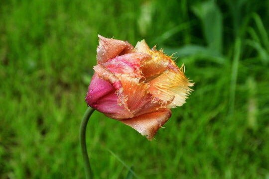 a fading tulip flower in raindrops in natural conditions in the garden. Completion of flowering. Natural texture and defects of the petals without processing and retouching. Aging. Beautiful old age
