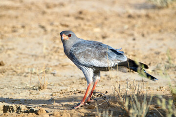 Pale Chanting Goshawk, Kgalagadi, South Africa